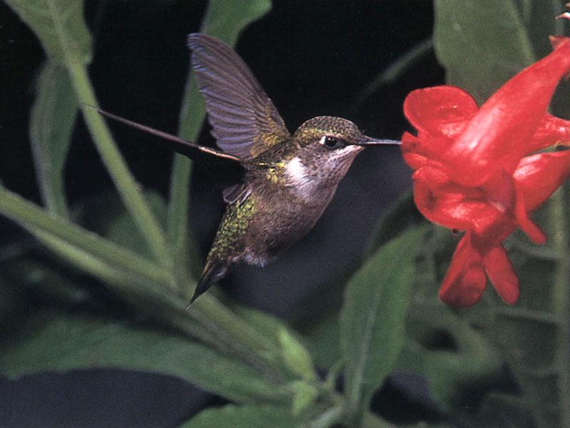 Rufous Hummingbird - Rufous Hummingbird 44; DISPLAY FULL IMAGE.