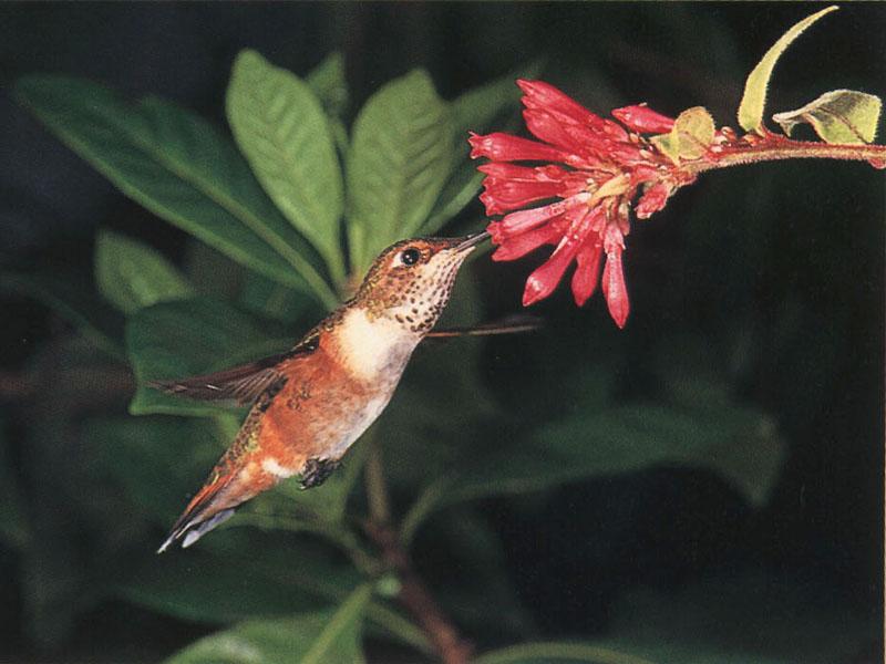 Rufous Hummingbird - Rufous Hummingbird 64; DISPLAY FULL IMAGE.