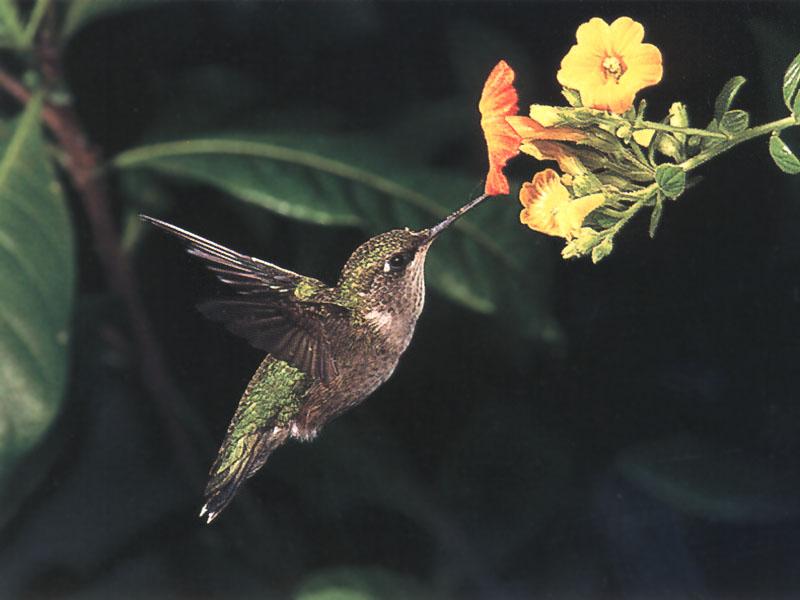 Rufous Hummingbird - Rufous Hummingbird 65; DISPLAY FULL IMAGE.