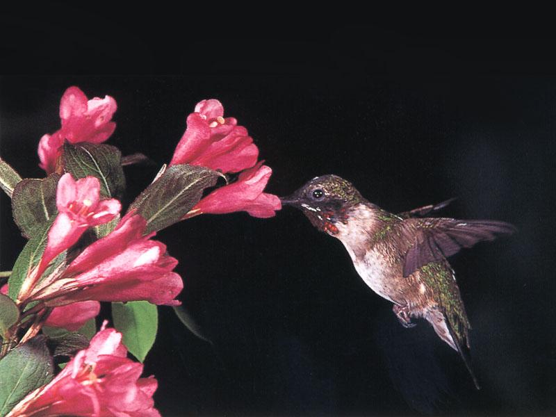 Rufous Hummingbird - Rufous Hummingbird 69; DISPLAY FULL IMAGE.