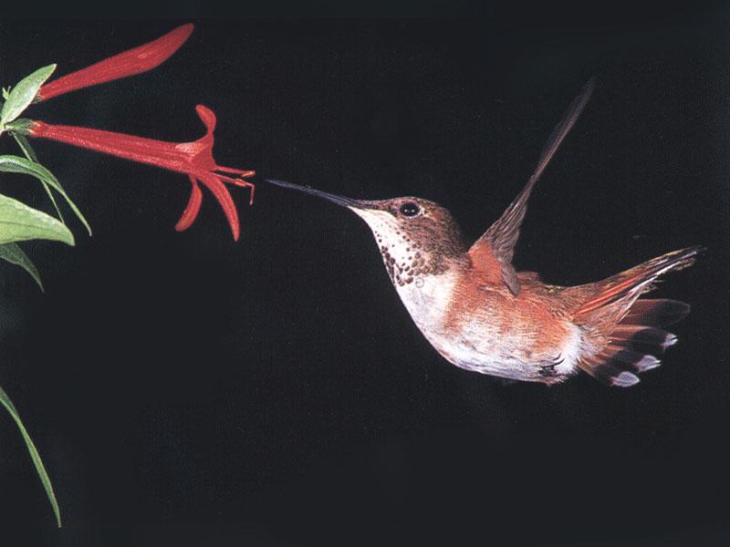 Rufous Hummingbird - Rufous Hummingbird 79; DISPLAY FULL IMAGE.