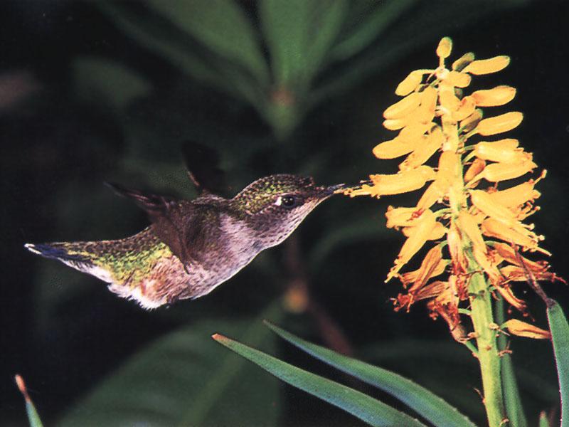 Rufous Hummingbird - Rufous Hummingbird 80; DISPLAY FULL IMAGE.