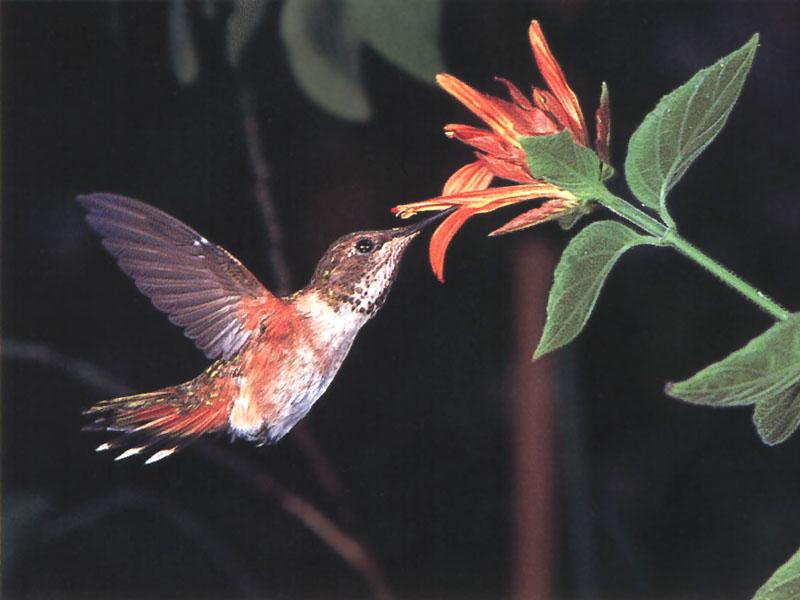 Rufous Hummingbird - Rufous Hummingbird 81; DISPLAY FULL IMAGE.
