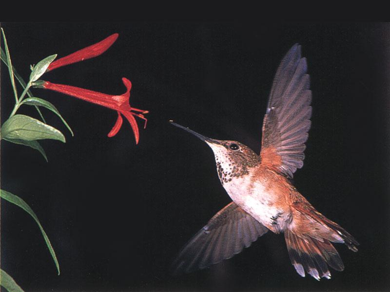 Rufous Hummingbird - Rufous Hummingbird 82; DISPLAY FULL IMAGE.