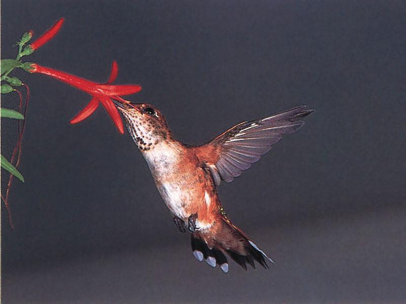 Rufous Hummingbird - Rufous Hummingbird 83; DISPLAY FULL IMAGE.