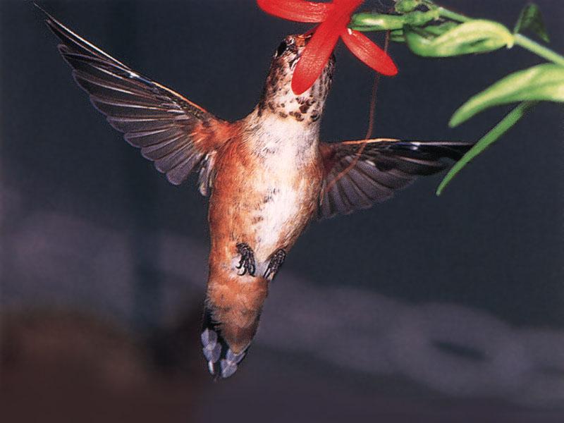 Rufous Hummingbird - Rufous Hummingbird 84; DISPLAY FULL IMAGE.