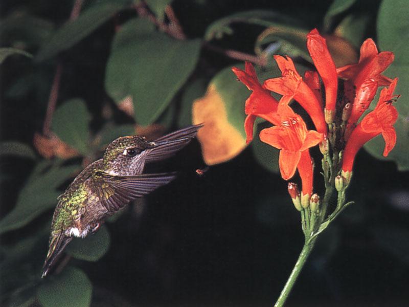 Rufous Hummingbird - Rufous Hummingbird 85; DISPLAY FULL IMAGE.