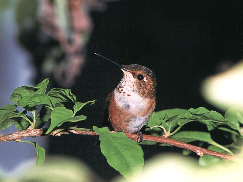 Rufous Hummingbird - Rufous Hummingbird 86; DISPLAY FULL IMAGE.