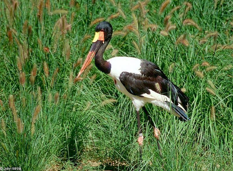 Saddle-Billed Stork - Ephippiorhynchus senegalensis; DISPLAY FULL IMAGE.