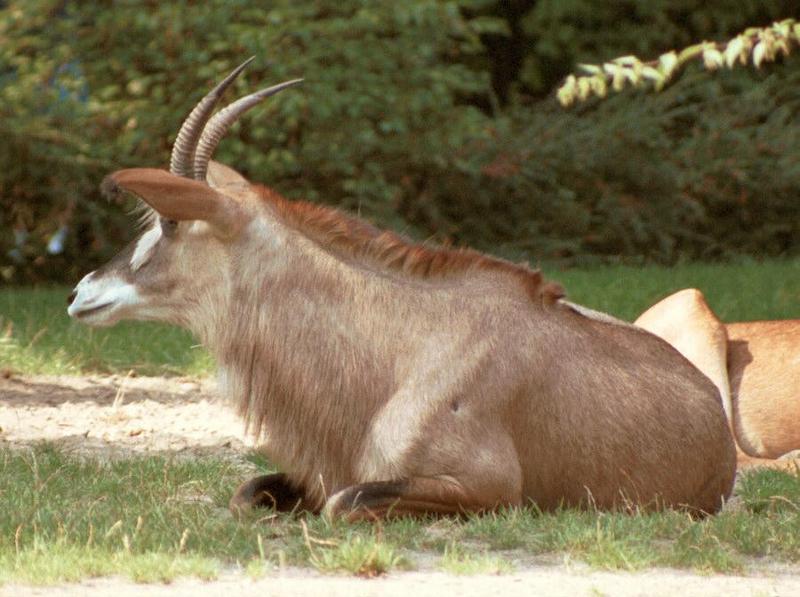 Anyone want a Sable Antelope? Hannover Zoo has got it!; DISPLAY FULL IMAGE.