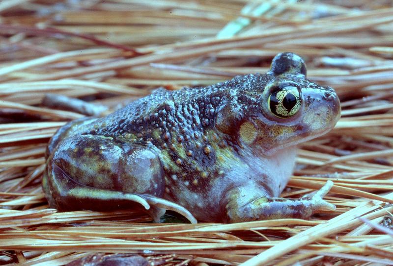 Re: Any wallpaper size toads pics?  Please. -- Eastern Spadefoot Toad (Scaphiopus holbrookii); DISPLAY FULL IMAGE.