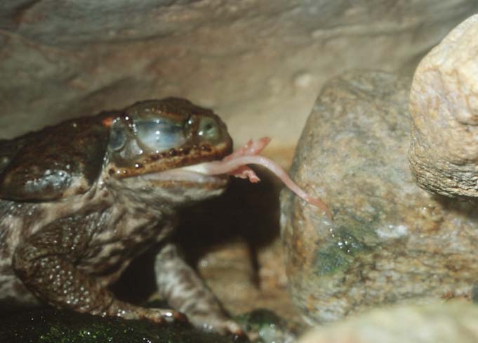 Toad Eating Mouse; Image ONLY