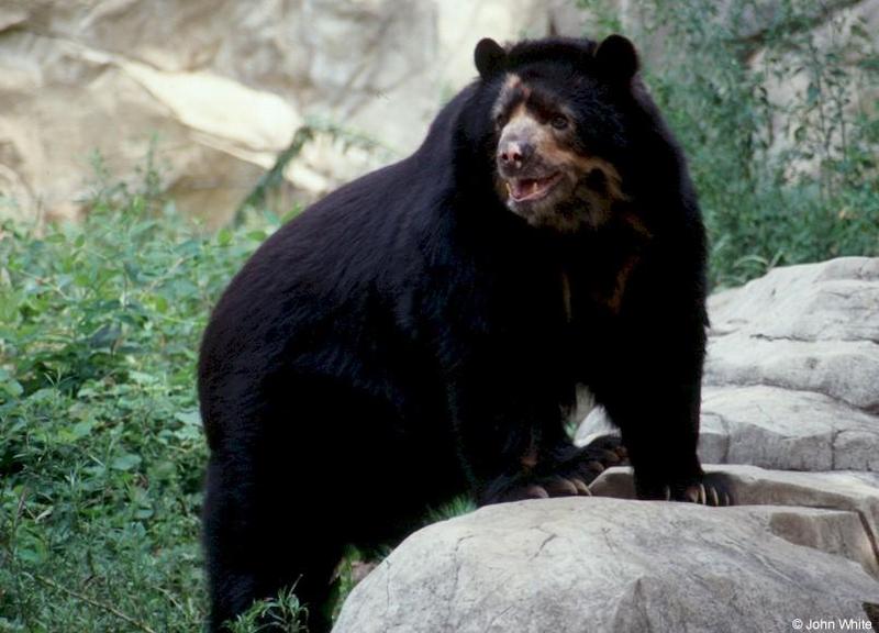 Spectacled Bear 1; DISPLAY FULL IMAGE.