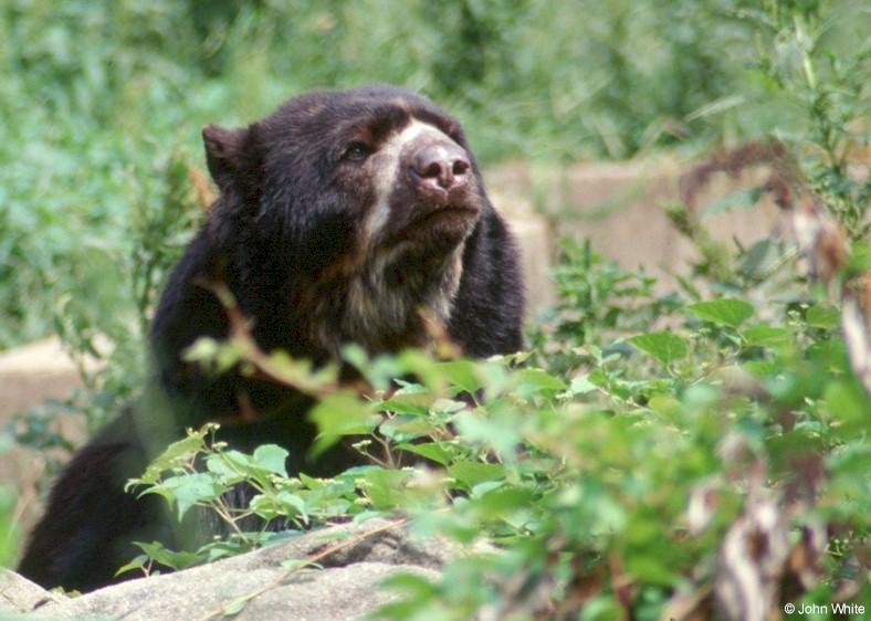 Spectacled Bear 2; DISPLAY FULL IMAGE.