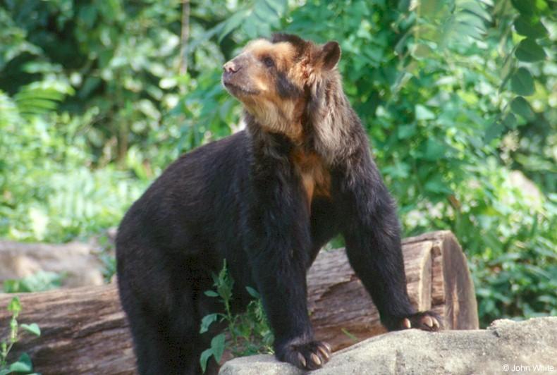 Spectacled Bear 3; DISPLAY FULL IMAGE.
