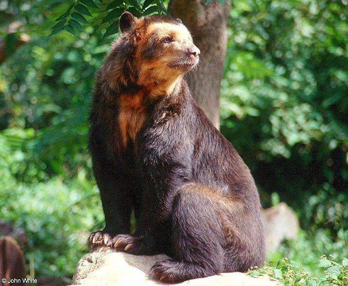 Spectacled Bear II; Image ONLY