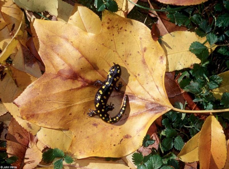 spotted salamander; DISPLAY FULL IMAGE.