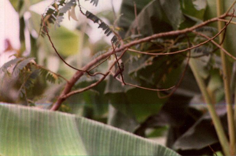 SURINAME: Lely dorp, a humming bird in a garden - 96c0199o.jpg (1/1); DISPLAY FULL IMAGE.