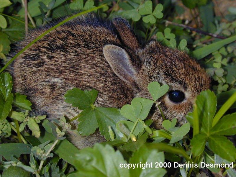 Eastern Cottontail Rabbit (baby); DISPLAY FULL IMAGE.