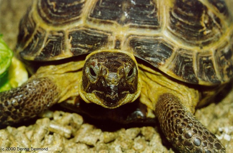 Russian Tortoise - Testudo horsfieldii; DISPLAY FULL IMAGE.