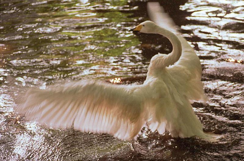 More Neumuenster Animal Park - strange but nice colors - Trumpeter Swan; DISPLAY FULL IMAGE.