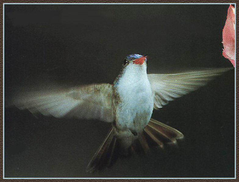 Hummingbird - Violet-crowned; DISPLAY FULL IMAGE.