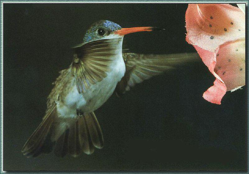 Hummingbird - Violet-crowned; DISPLAY FULL IMAGE.