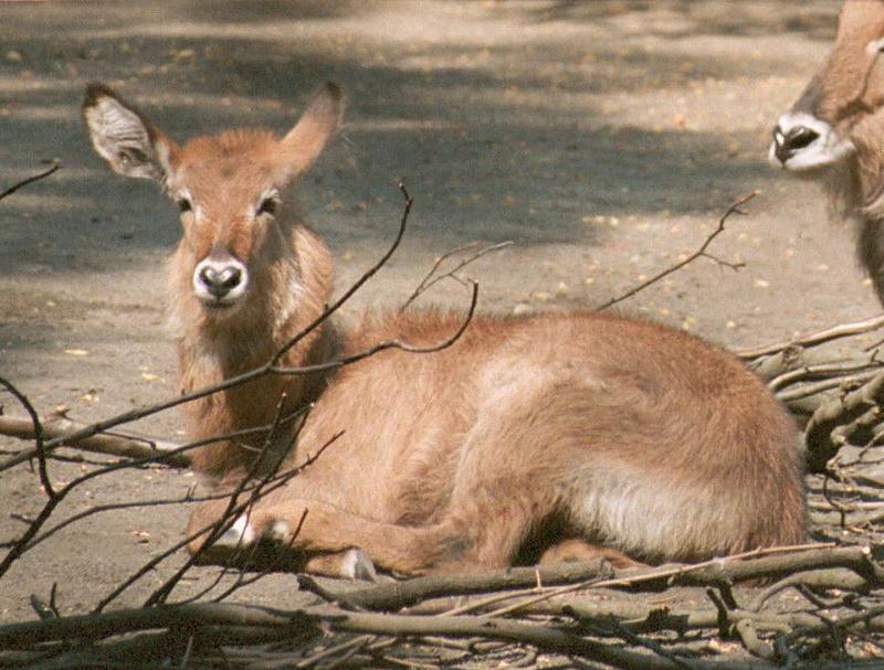 Looking through some old negatives - Waterbuck kid in Hagenbeck Zoo...; DISPLAY FULL IMAGE.