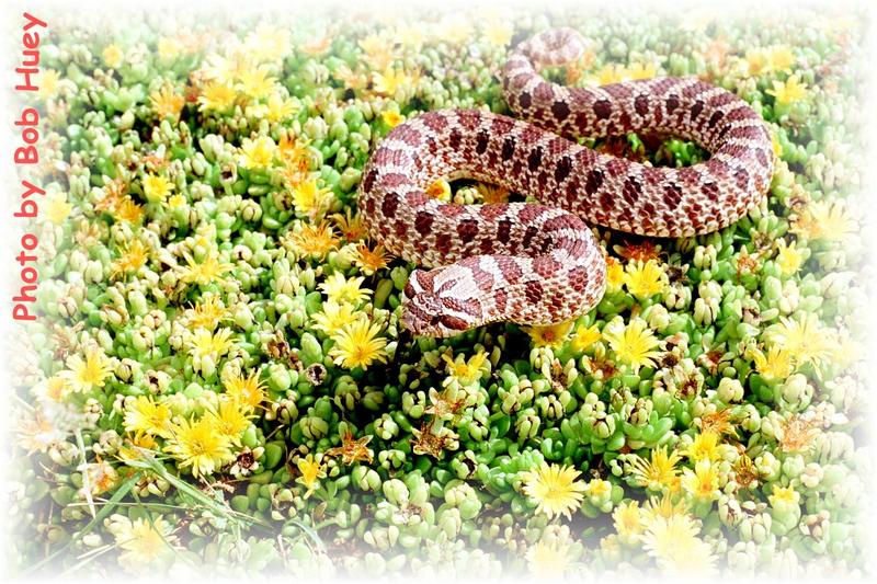 Nice Western Hognose Picture; DISPLAY FULL IMAGE.