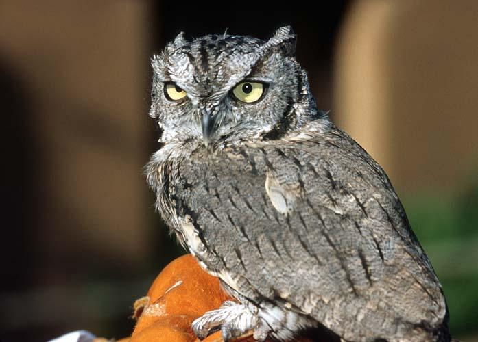 Re: Birds 'N Bees -- Western screech owl (Otus kennicottii); Image ONLY