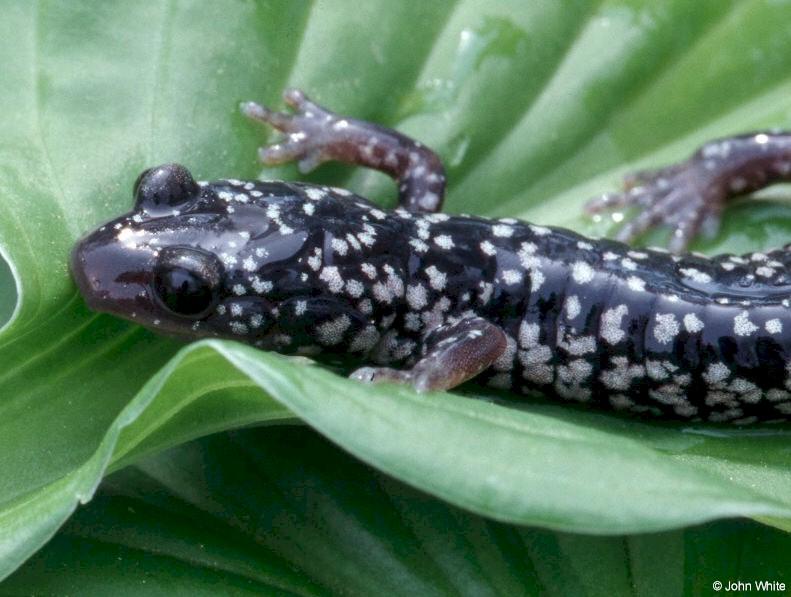 White-spotted Slimy Salamander (Plethodon cylindraceus) close-up; DISPLAY FULL IMAGE.