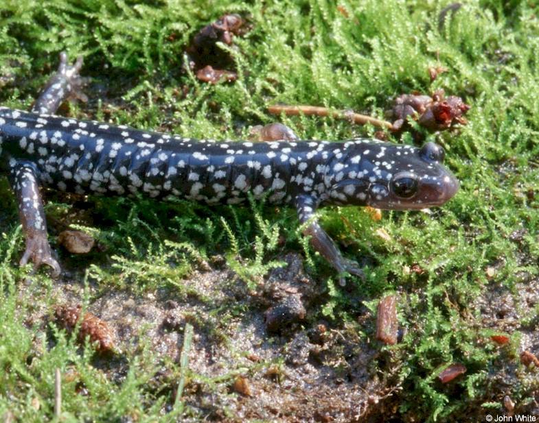 A couple more White-spotted Slimy Salamander Images 1; DISPLAY FULL IMAGE.