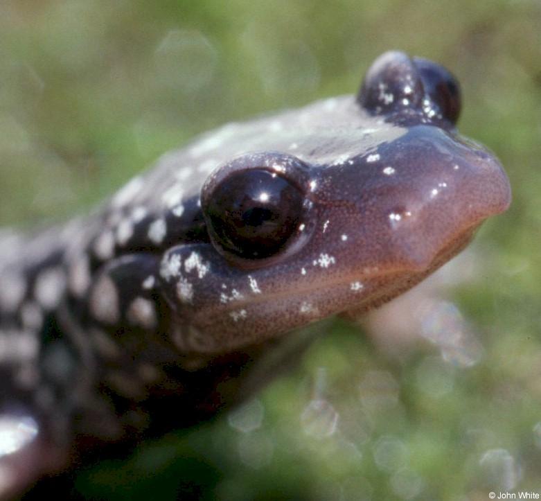 White-spotted Slimy Salamander (Close up); DISPLAY FULL IMAGE.