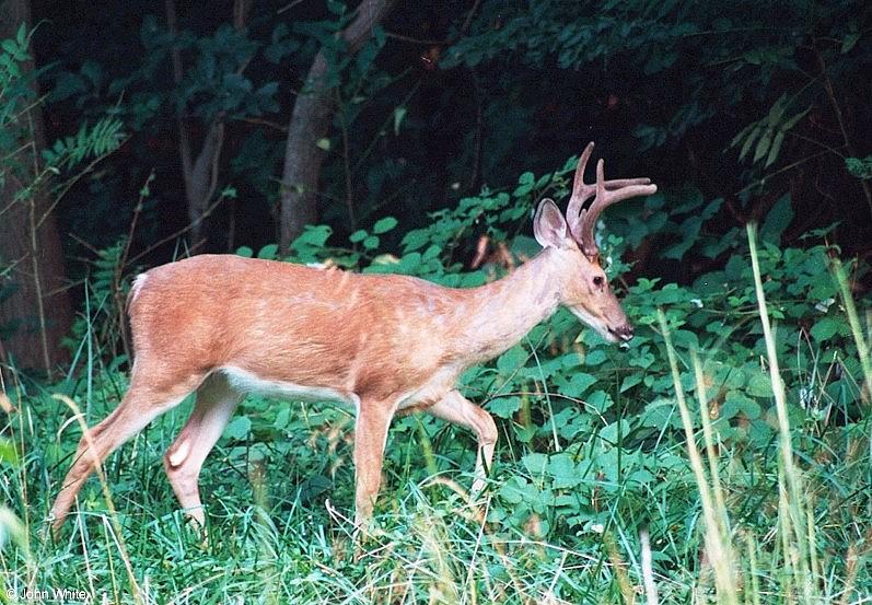 White-tailed deer 1; DISPLAY FULL IMAGE.