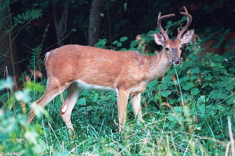 White-tailed deer 2; DISPLAY FULL IMAGE.