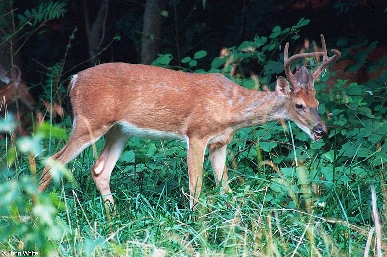White-tailed deer 3; DISPLAY FULL IMAGE.