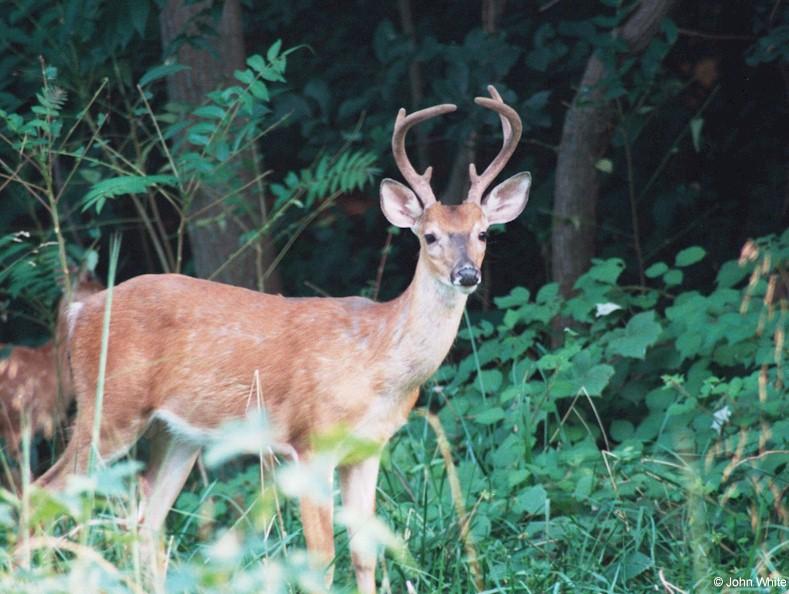 White-tailed deer 6; DISPLAY FULL IMAGE.