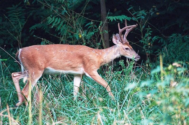 White-tailed deer 7; DISPLAY FULL IMAGE.