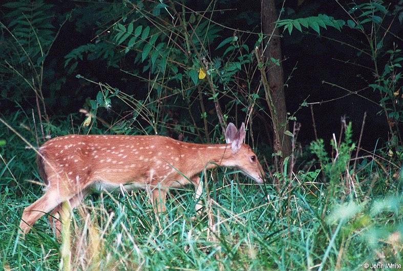 White-tailed deer 8 - Fawn; DISPLAY FULL IMAGE.