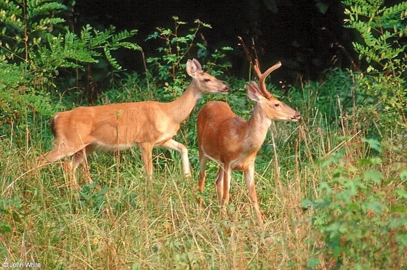 White-tailed Deer (Doe & Buck); DISPLAY FULL IMAGE.