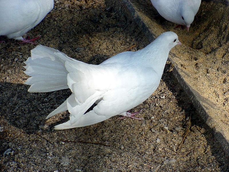 White Fantail Pigeons 2 {!--공작비둘기-->; DISPLAY FULL IMAGE.