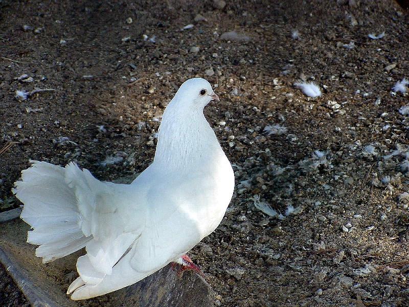 White Fantail Pigeons 4 {!--공작비둘기-->; DISPLAY FULL IMAGE.