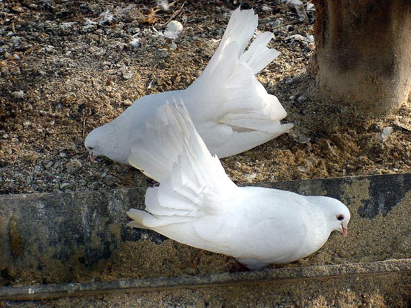 White Fantail Pigeons 6 {!--공작비둘기-->; DISPLAY FULL IMAGE.