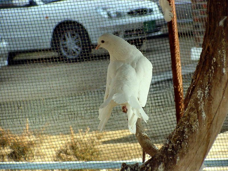 White Fantail Pigeons 7 {!--공작비둘기-->; DISPLAY FULL IMAGE.
