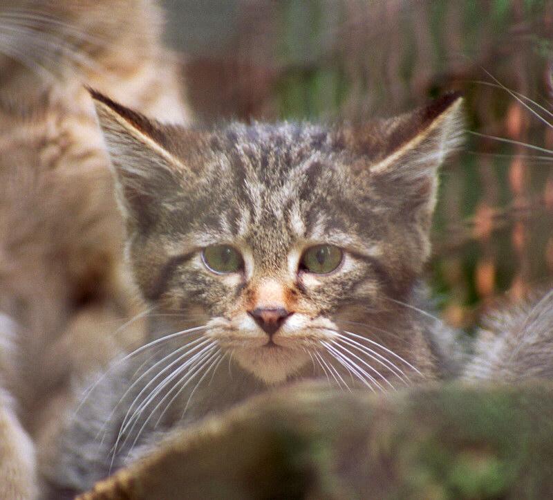 A shot that I didn't think would work - European wildcat kitten in Neumuenster Animal Park; DISPLAY FULL IMAGE.