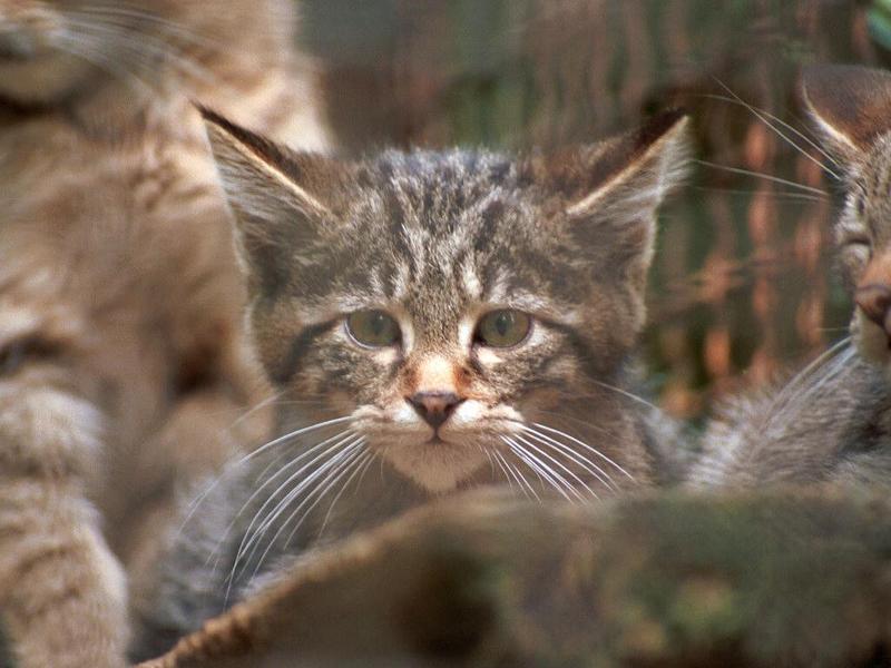 Reposts in 1024x768 wallpaper size - Wild kitten in Neumuenster Animal Park; DISPLAY FULL IMAGE.