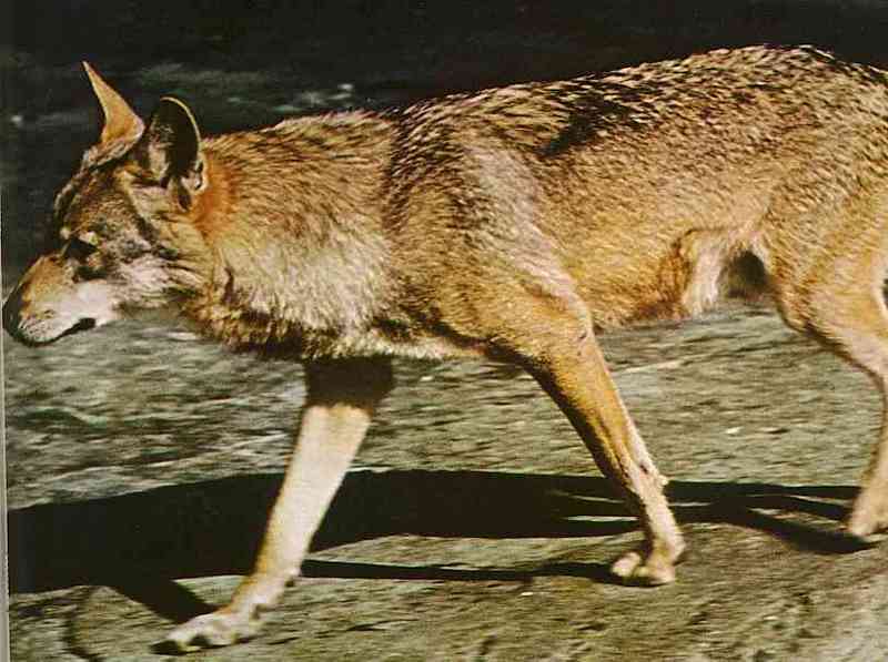 Wolf; DISPLAY FULL IMAGE.