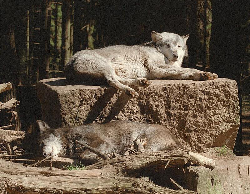 Nindorf Animal Park - Lazy wolves, they've more than just one, here's the proof!; DISPLAY FULL IMAGE.