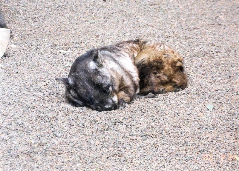 Wombat (1 image); DISPLAY FULL IMAGE.