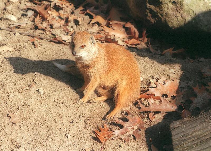 Yellow mongoose(Cynictis penicillata) in Schwerin Zoo - as promised, here's the whole thing :-); DISPLAY FULL IMAGE.